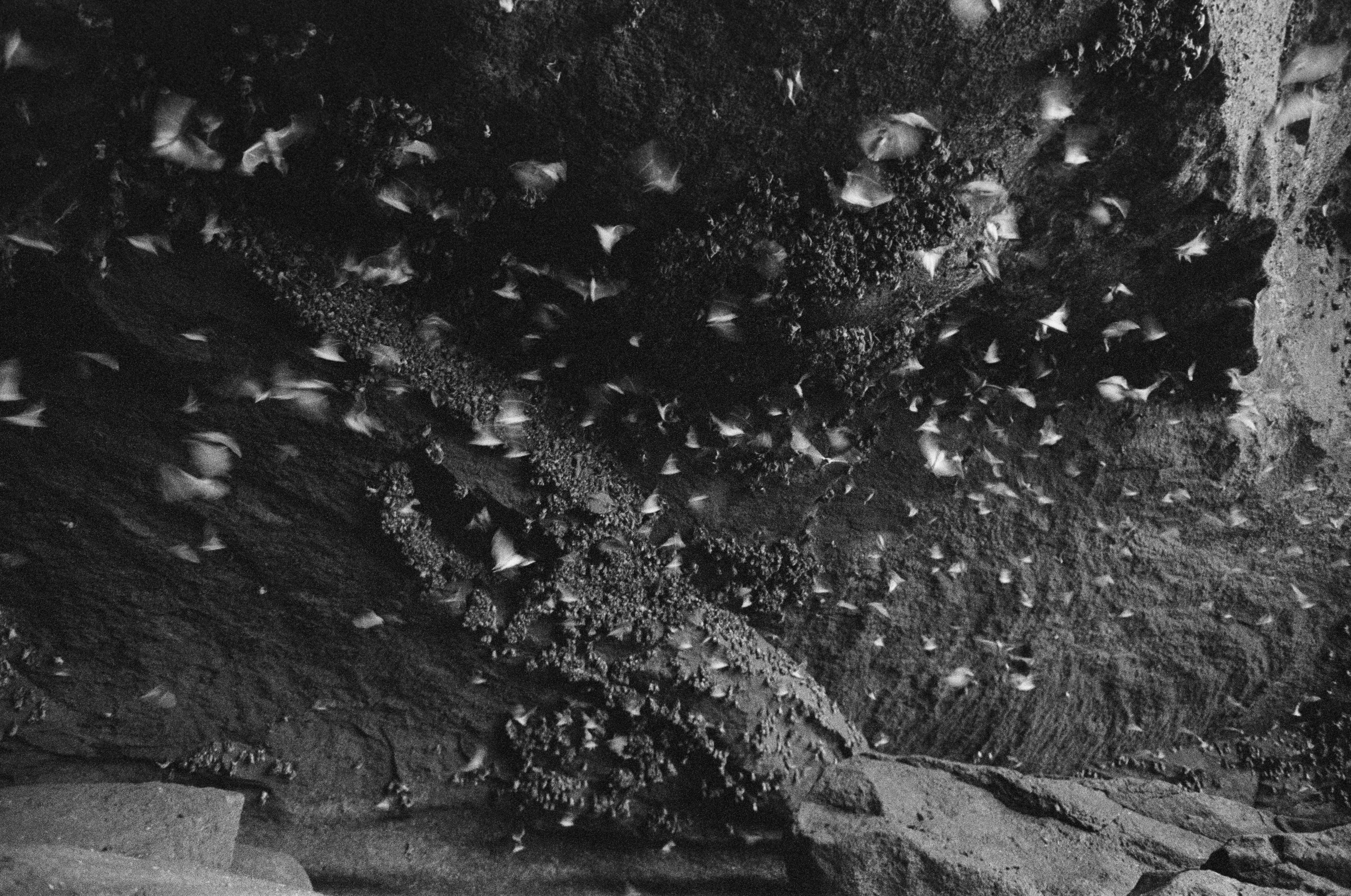 Cave habitat for bats